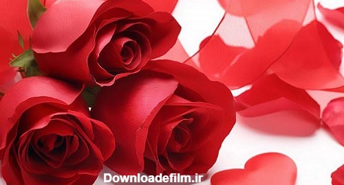 25 عکس گل رز قرمز عاشقانه برای پروفایل + رز قرمز نشانه چیست؟