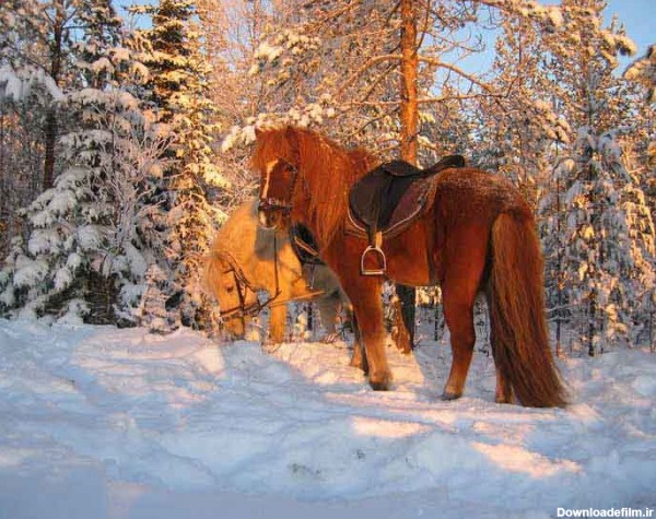 دانلود تصویر اسب های اهلی در جنگل برفی