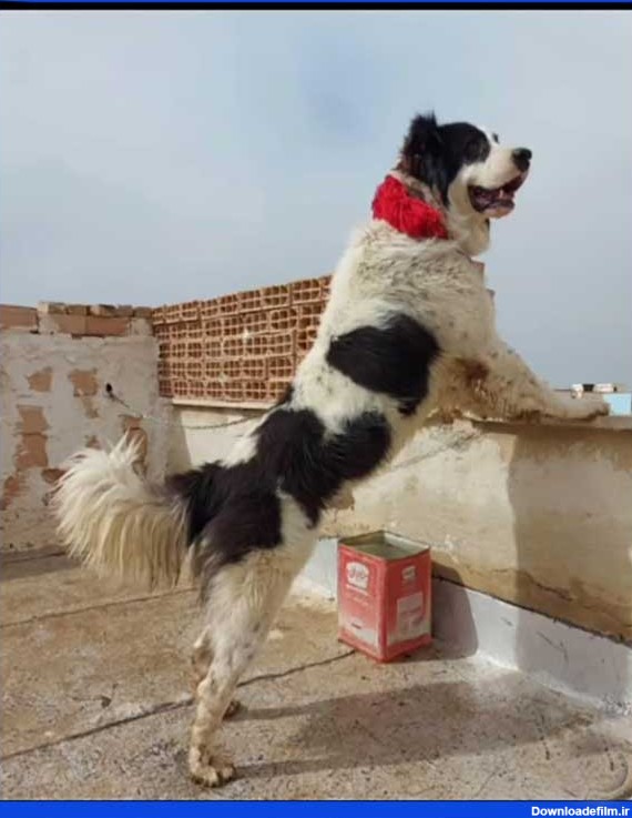 سگ قدرجونی |سگ های بومی اصفهان ، سگ قدرجونی یا همان سگ قهدریجانی