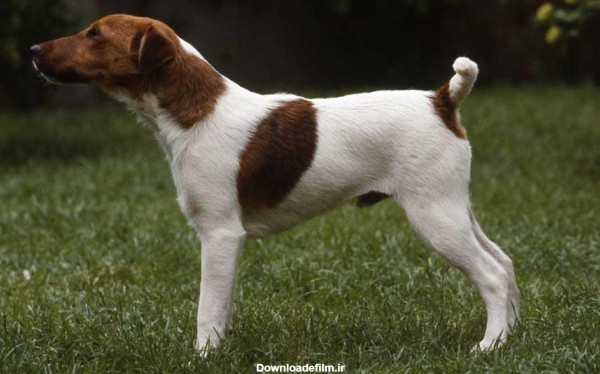 سگ نژاد اسموث فاکس تریر (Smooth Fox Terrier) | ماکی دام