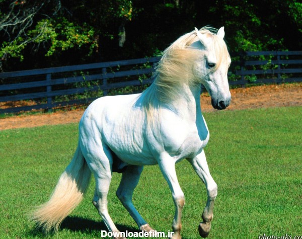 عکس اسب سفید زیبا در طبیعت چمنزار سرسبز مزرعه