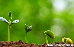 آیا دانه و بذر گیاهان می توانند در معده ما جوانه بزنند؟