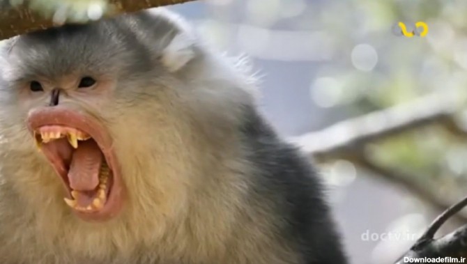 مستند «میمون دماغ سربالای سیاه» رازهای مِکونگ