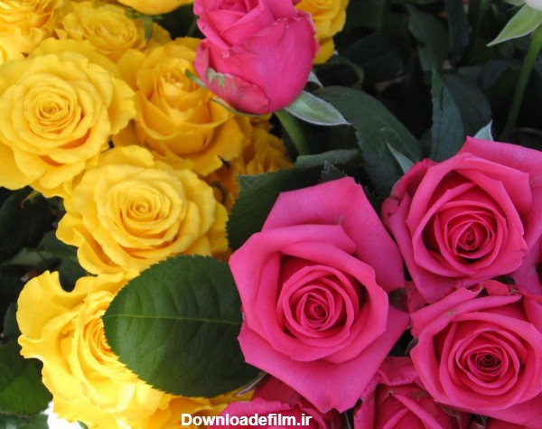 عکس گل رز زرد و صورتی طبیعی rose flowers pink yellow