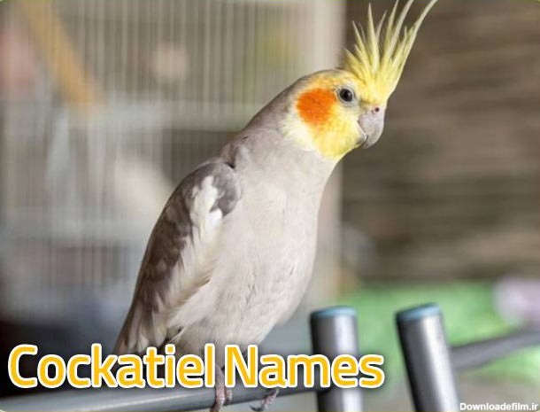 بهترین نام برای عروس هلندی Cockatiel Names