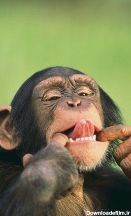 عکس میمون در حال خنده