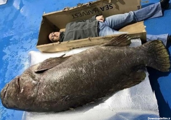 عکس ماهی بزرگ خیلی بزرگ