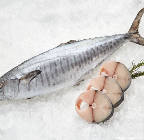 قیمت انواع ماهی و میگو خلیج‌فارس در استان بوشهر+ جدول | خبرگزاری فارس