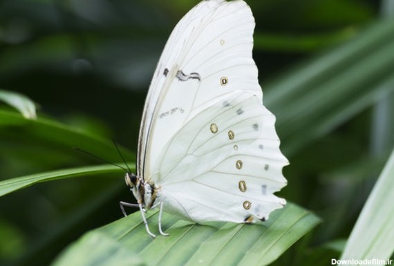 عکس پروانه سفید قشنگ