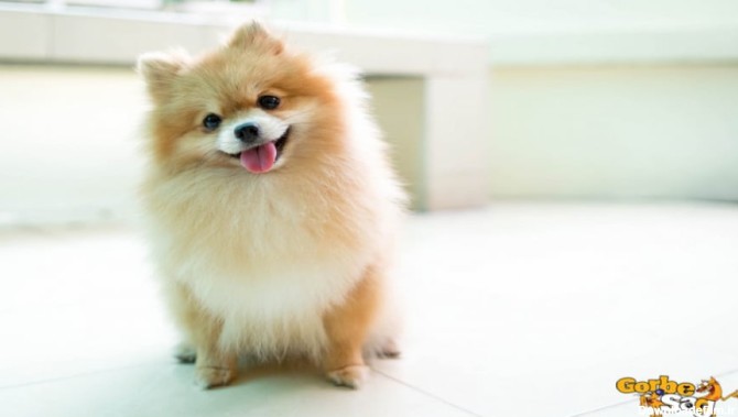 ده تا از کوچکترین نژادهای سگ در دنیا