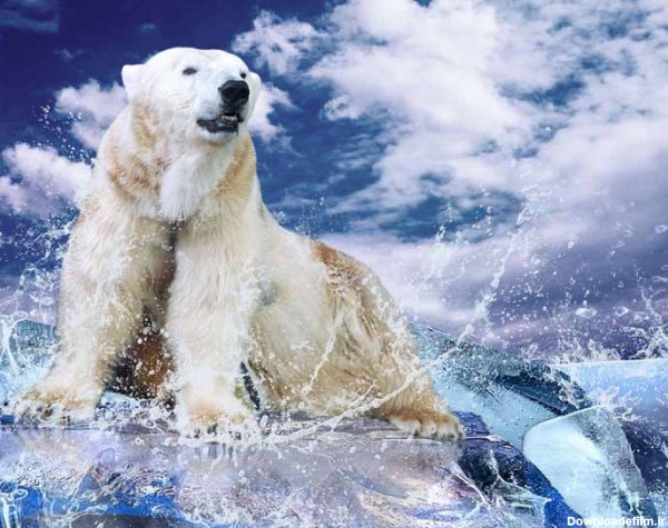 دانلود تصویر فانتزی خرس قطبی | تیک طرح مرجع گرافیک ایران