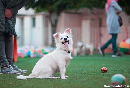 احداث پارک حیوانات برای گردش سگ‌های خانگی در کرج - همشهری آنلاین