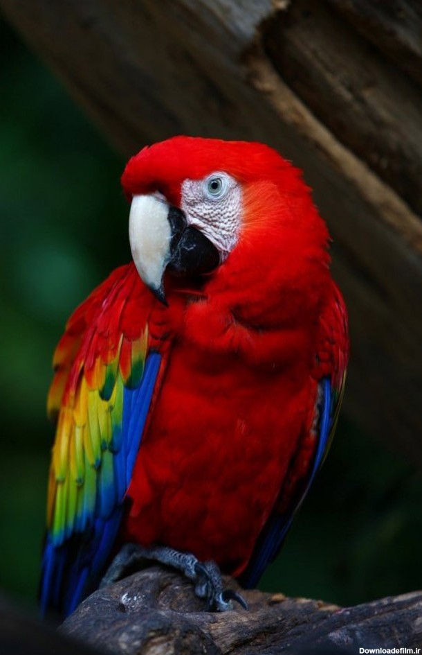عکس های جدید و فوق العاده زیبای پرندگان برای پس زمینه ی موبایل