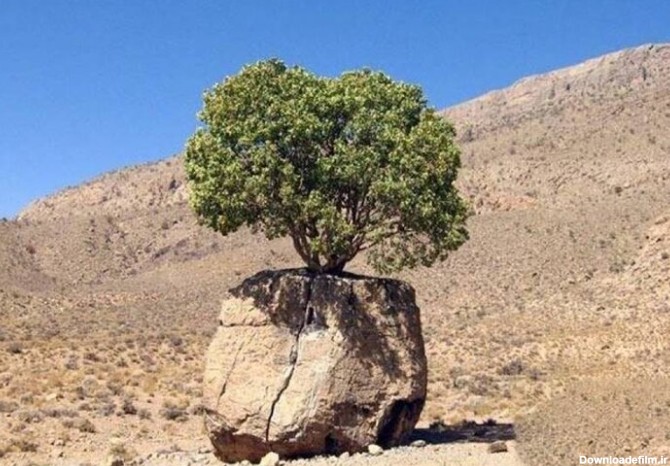 ببینید | معجزه طبیعت؛ رشد یک درخت از وسط تخته سنگ بزرگ در ارسنجان