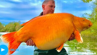 عکس | بزرگترین ماهی گلی دنیا در تور ماهی‌گیرافتاد!