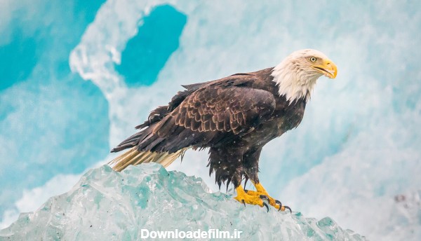 عکس پرنده عقاب درنده روی کوه یخ eagle bird ice