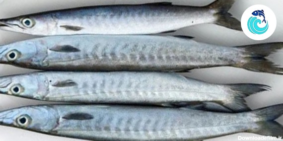 ماهی کوتر (شیر نیزه دم زرد) – فروشگاه اینترنتی ماهی جنوب