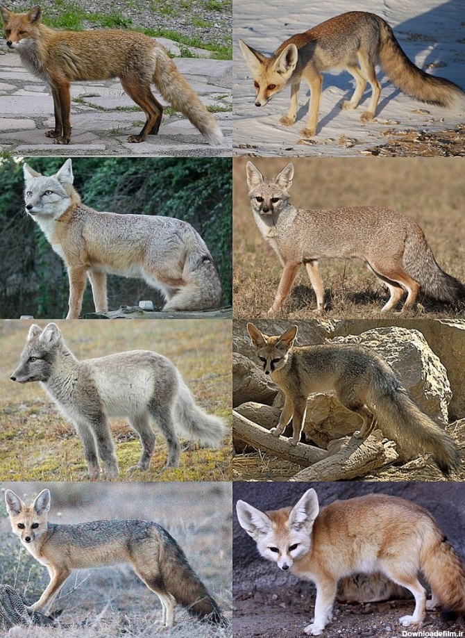 روباه - ویکی‌پدیا، دانشنامهٔ آزاد