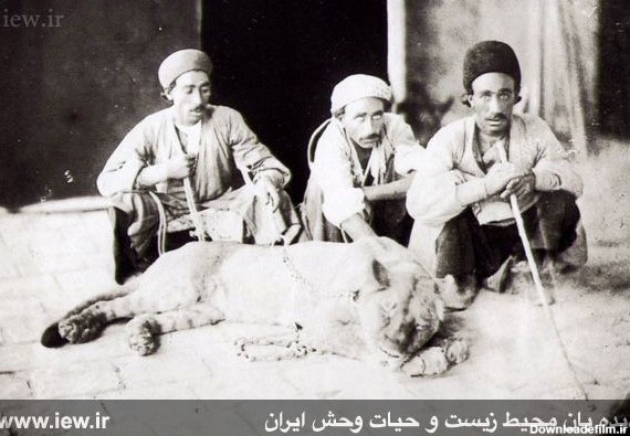 یک جفت شیر ایرانی پس از گذشت سال ها از آخرین حضور، وارد ایران می ...