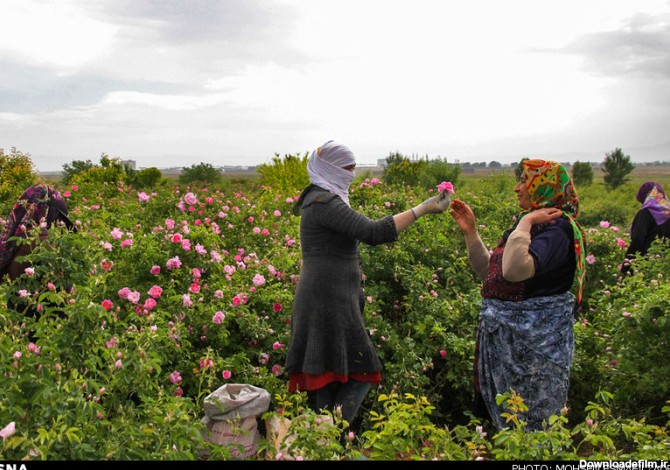 برداشت گل محمدی در روستای فرخد مشهد (عکس)