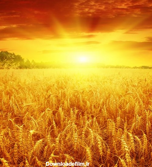 عکس گندمزار در طلوع خورشید