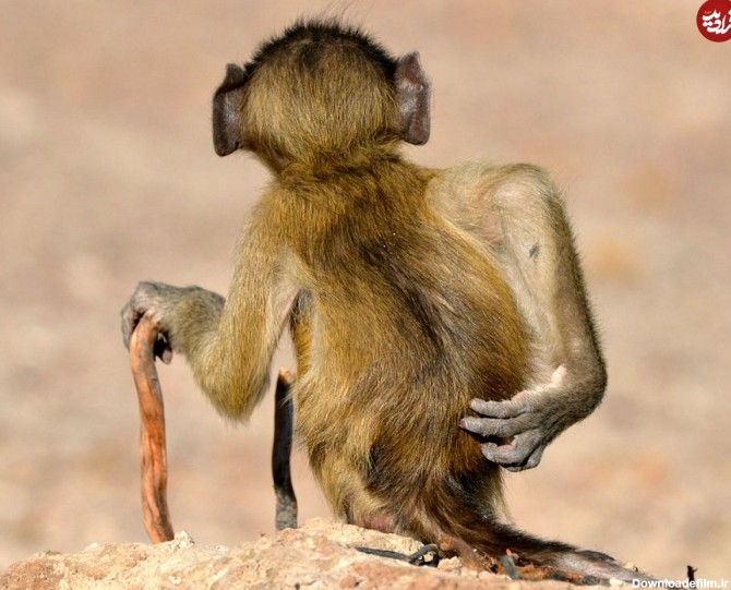 تصاویر) درخشش فوق‌العادۀ «میمون‌ها» در مسابقۀ خنده‌دارترین عکس‌های ...