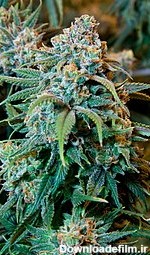 ماری‌جوآنا - ویکی‌پدیا، دانشنامهٔ آزاد