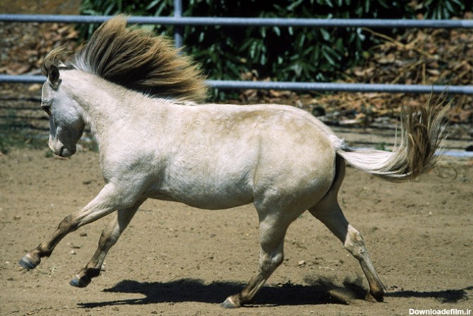 عکس اسب سفید سوارکاری - مسترگراف