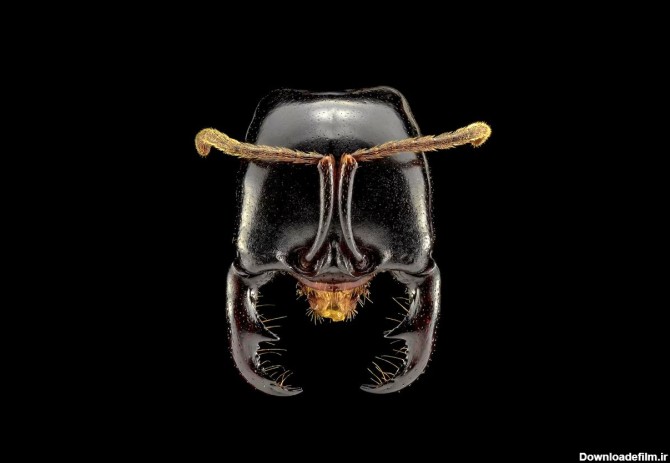 عکس‌هایی خارق‌العاده و هیولاوار از مورچه‌ها