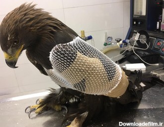 مصدومیت عقاب طلایی بر اثر برخورد با دکل برق فشارقوی/ عکس