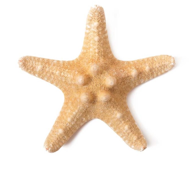 تصویر باکیفیت ستاره دریایی