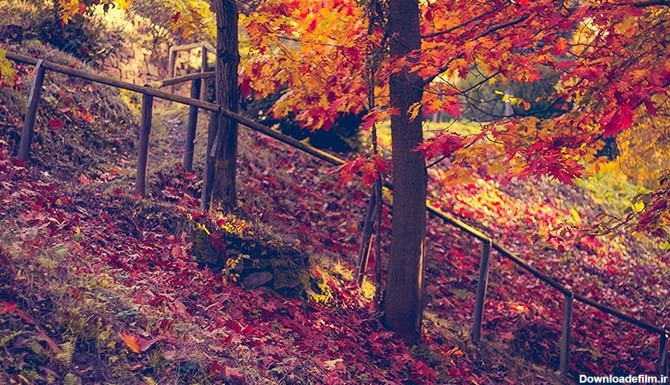 تصویر پس زمینه طبیعت و پارک در فصل پاییز | فری پیک ایرانی | پیک ...