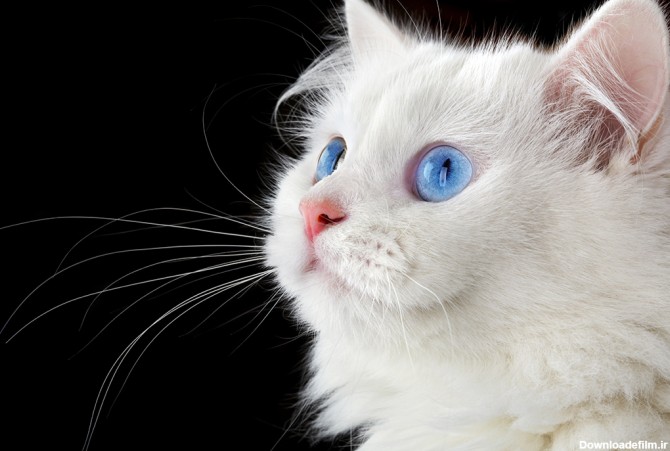 عکس گربه پرشین سفید با چشمان آبی - مسترگراف
