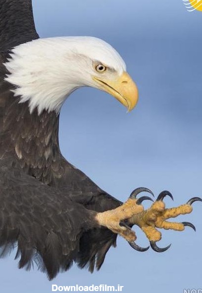عکس عقاب در حال پرواز - عکس نودی
