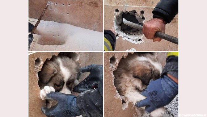 نجات سگ گرفتار در تـبـریـز + عکس