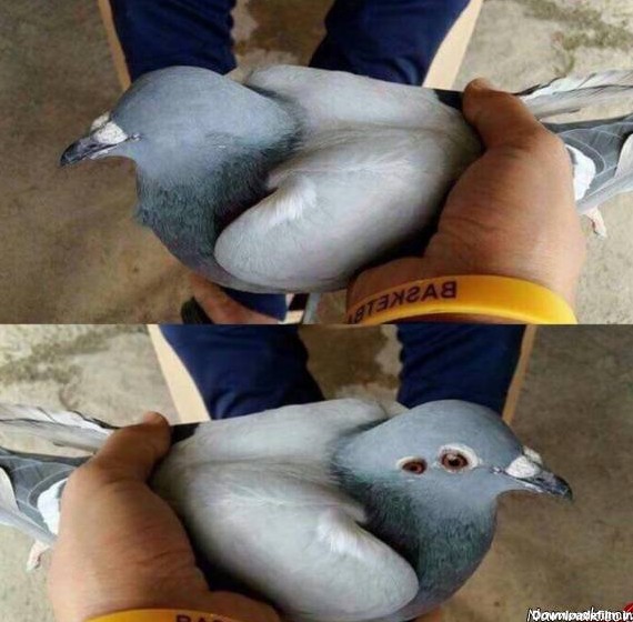 تولد کبوتر عجیب با 2 چشم در سمت راست سرش! + عکس
