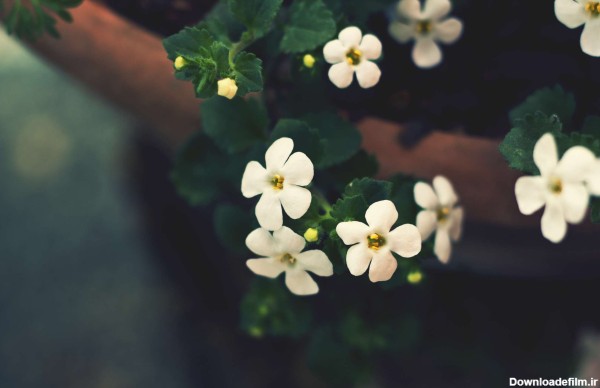 گل های سفید کوچک