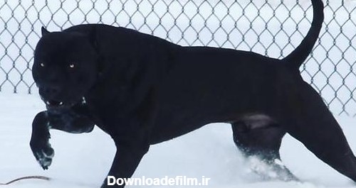 سگ پیت بول سیاه خاص ترین نژاد سگ دنیا - بامزه ترین ها