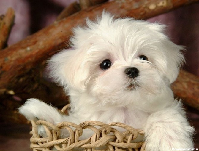عکس سگ کوچک پشمالو سفید