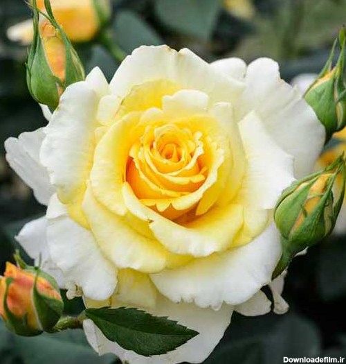عکس پروفایل گل رز زرد سفید
