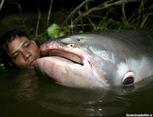 عکس بزرگ ترین ماهی در جهان