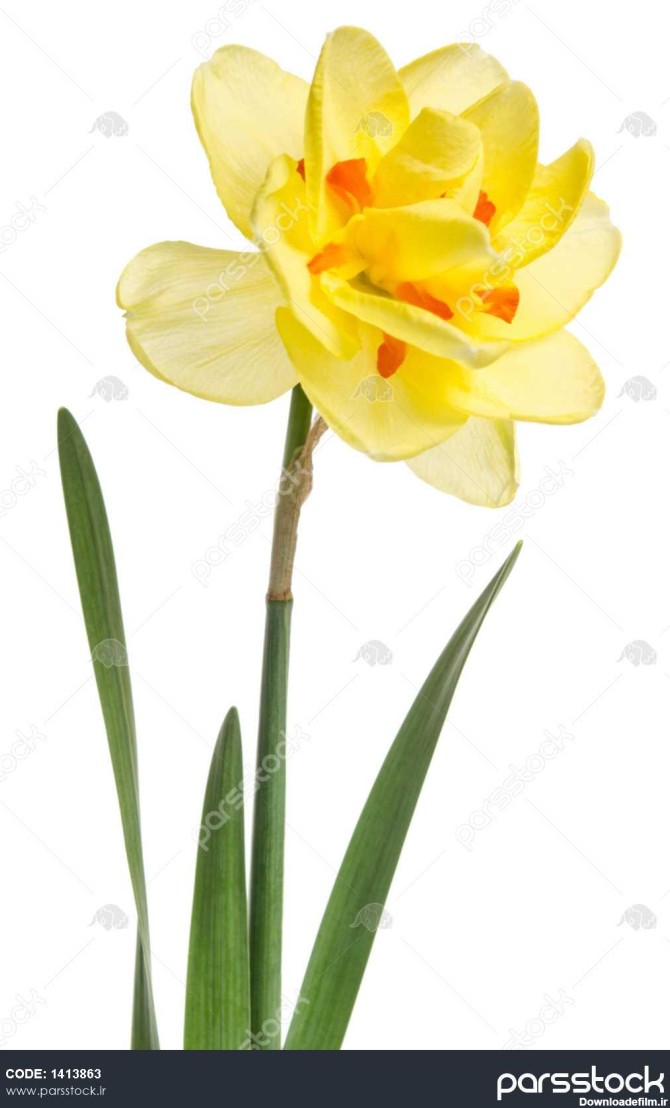 تک گل نرگس زرد زرد جدا شده در پس زمینه سفید 1413863