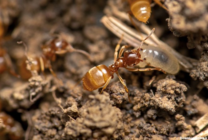 عکس‌هایی خارق‌العاده و هیولاوار از مورچه‌ها