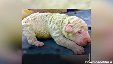 به دنیا آمدن توله سگ سبز رنگ در ایتالیا! + فیلم