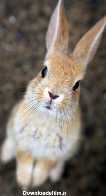 عکس خرگوش های وحشی