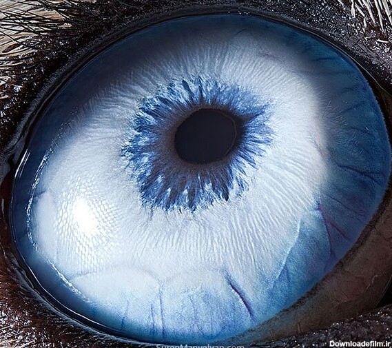 دنیایی زیبا در درون چشمان حیوانات در عکس های سورن مانولیان، عکاس ارمنی
چشم سگ نژاد هاسکی - اسپوتنیک ایران