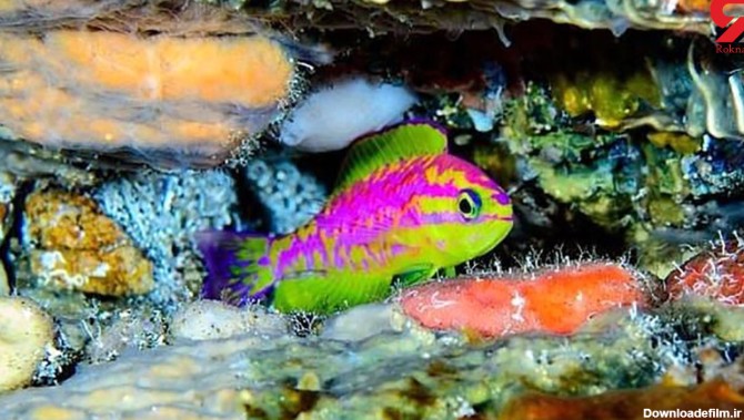 کشف گونه جدید ماهی با رنگ‌های نئونی + عکس