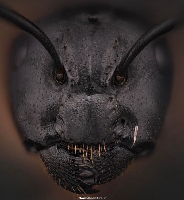 فرارو | تصویر ترسناکی از صورت یک مورچه
