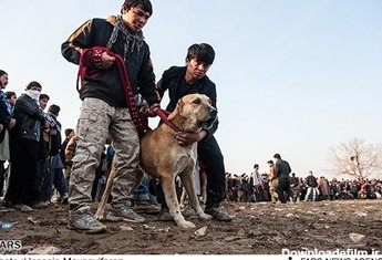 جنگ سگ در کابل