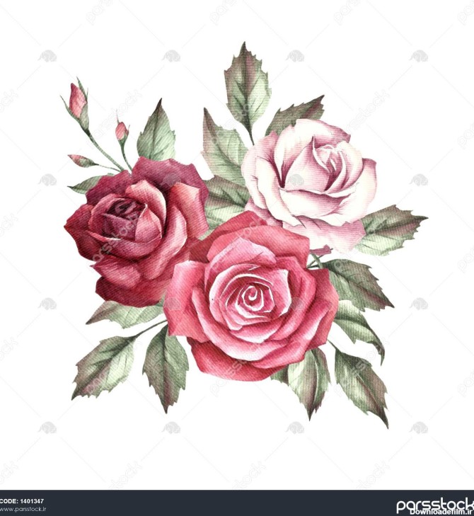 تصویر یک گل رز گل نقاشی آبرنگ 1401347